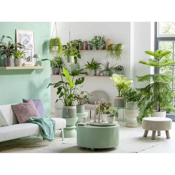 Bild 4 von Seramis Pflanzgranulat für Zimmerpflanzen 18 l Aktionspackung 20% gratis