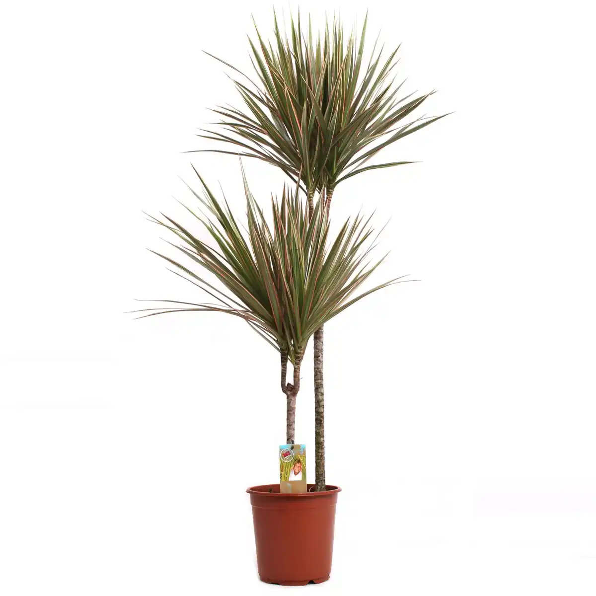 Bild 1 von Drachenbaum "Bicolour" Höhe ca. 130 - 145 cm Topf-Ø ca. 24 cm Dracaena marginata