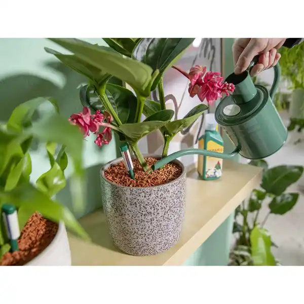 Bild 3 von Seramis Pflanzgranulat für Zimmerpflanzen 18 l Aktionspackung 20% gratis