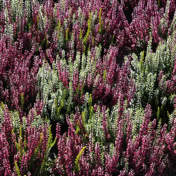 Bild 2 von Heidekraut Calluna Twin-Girls zweifarbig