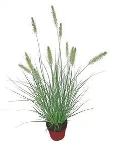 Gräser