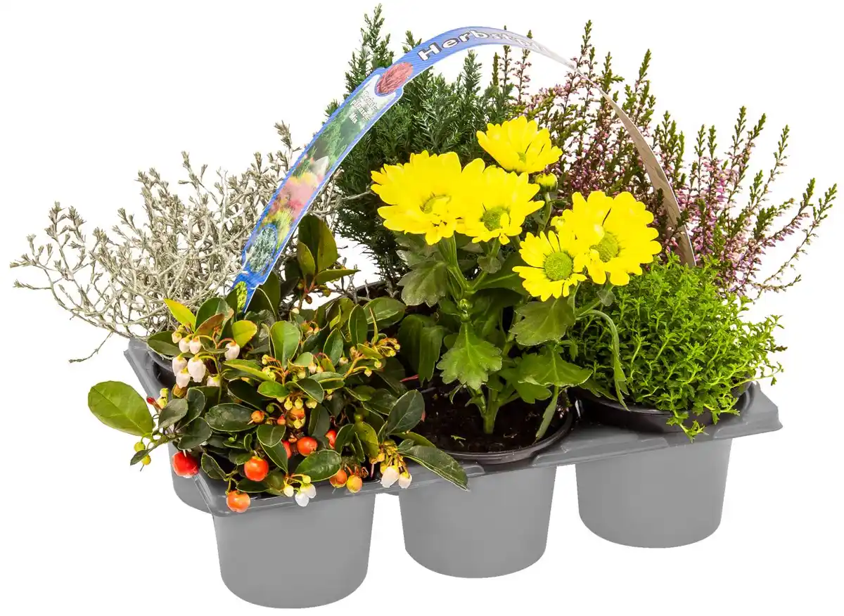 Bild 1 von Six Packs