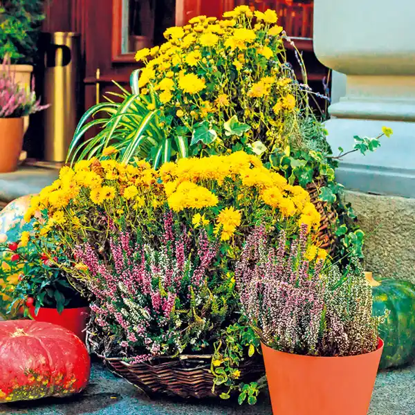 Bild 2 von Heidegarten Mix