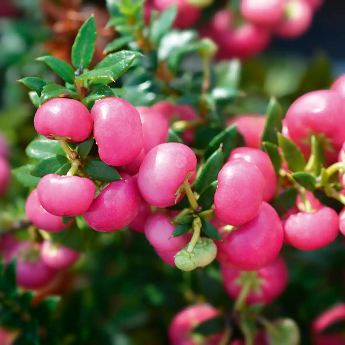 Bild 4 von Pernettya mit Beeren