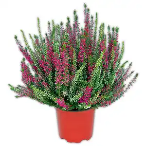 Heidekraut Calluna Twin-Girls zweifarbig