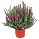 Bild 1 von Heidekraut Calluna Twin-Girls zweifarbig