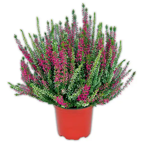 Bild 1 von Heidekraut Calluna Twin-Girls zweifarbig