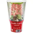 Bild 4 von Amaryllis