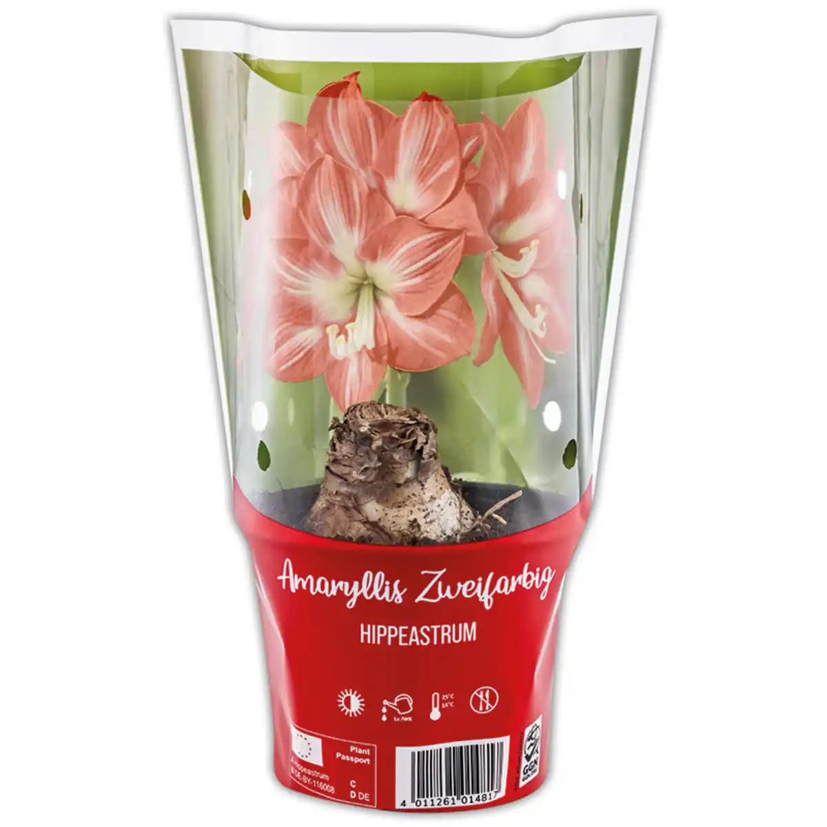 Bild 4 von Amaryllis