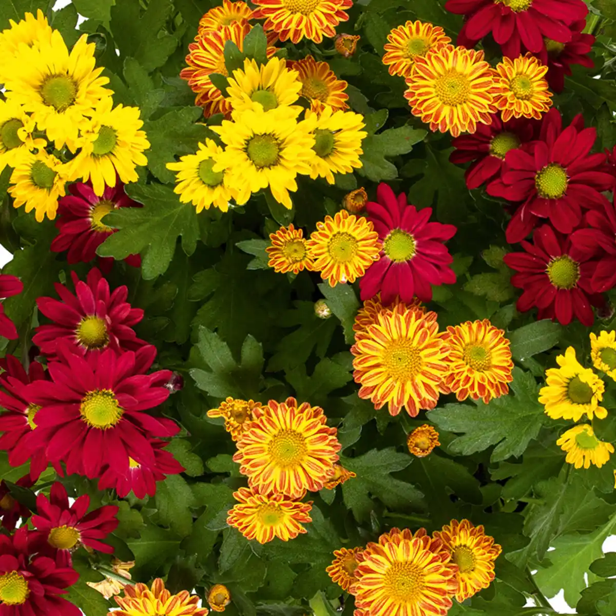 Bild 4 von Chrysantheme