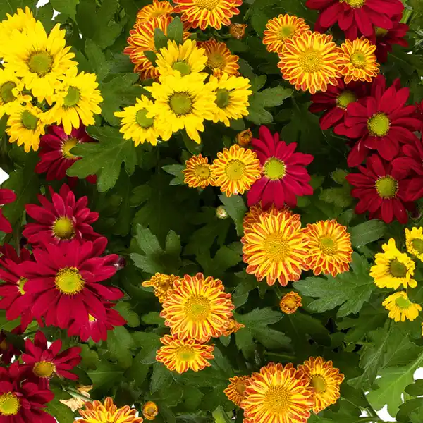 Bild 4 von Chrysantheme