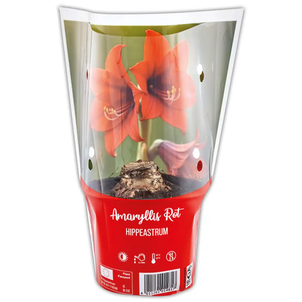 Bild 2 von Amaryllis