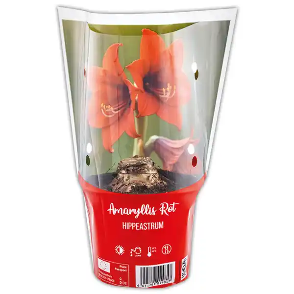 Bild 2 von Amaryllis