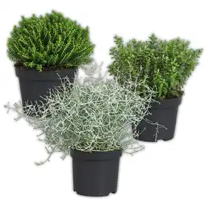 Stacheldrahtpflanze / Hebe Mix