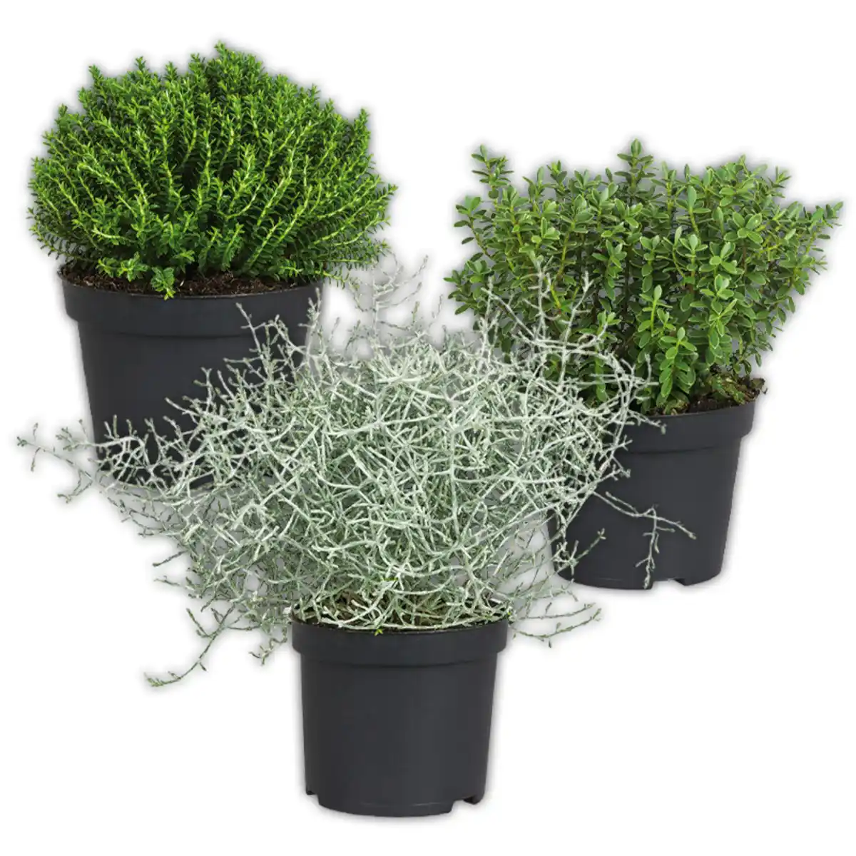 Bild 1 von Stacheldrahtpflanze / Hebe Mix