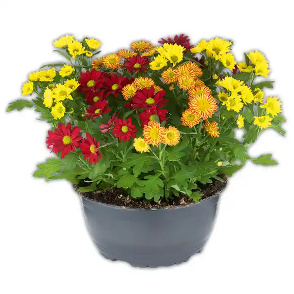 Bild 3 von Chrysantheme