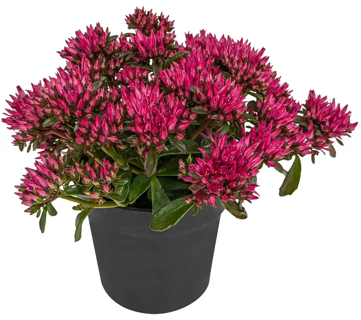 Bild 1 von Herbstpflanzen