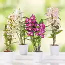 Bild 1 von Dendrobium nobile