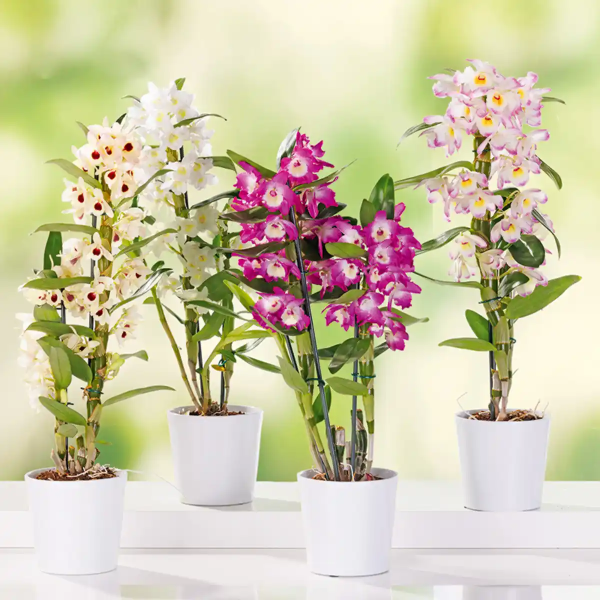 Bild 1 von Dendrobium nobile