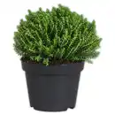 Bild 2 von Stacheldrahtpflanze / Hebe Mix