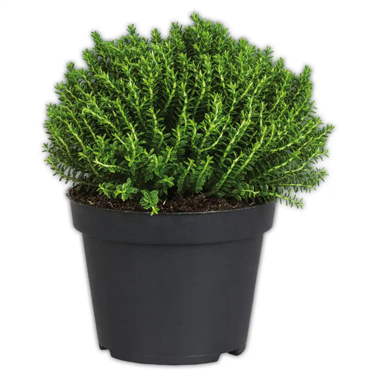 Bild 2 von Stacheldrahtpflanze / Hebe Mix