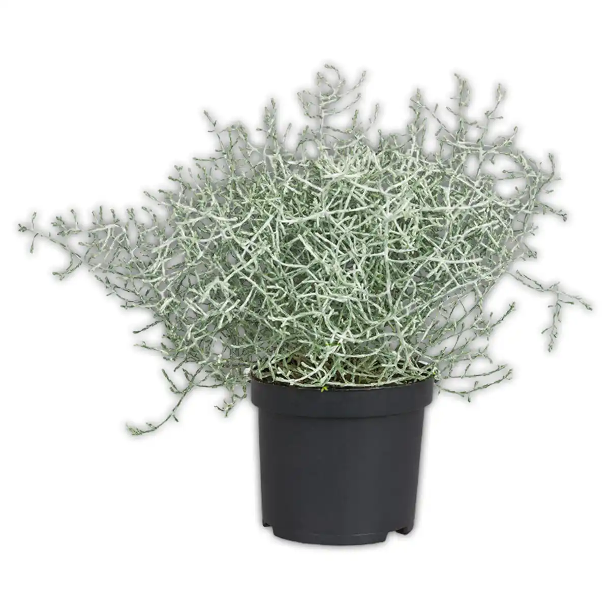 Bild 4 von Stacheldrahtpflanze / Hebe Mix