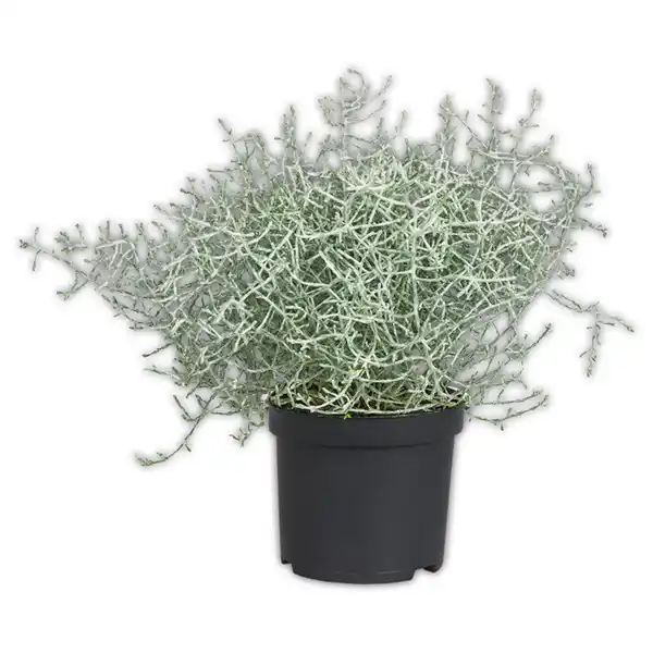 Bild 4 von Stacheldrahtpflanze / Hebe Mix