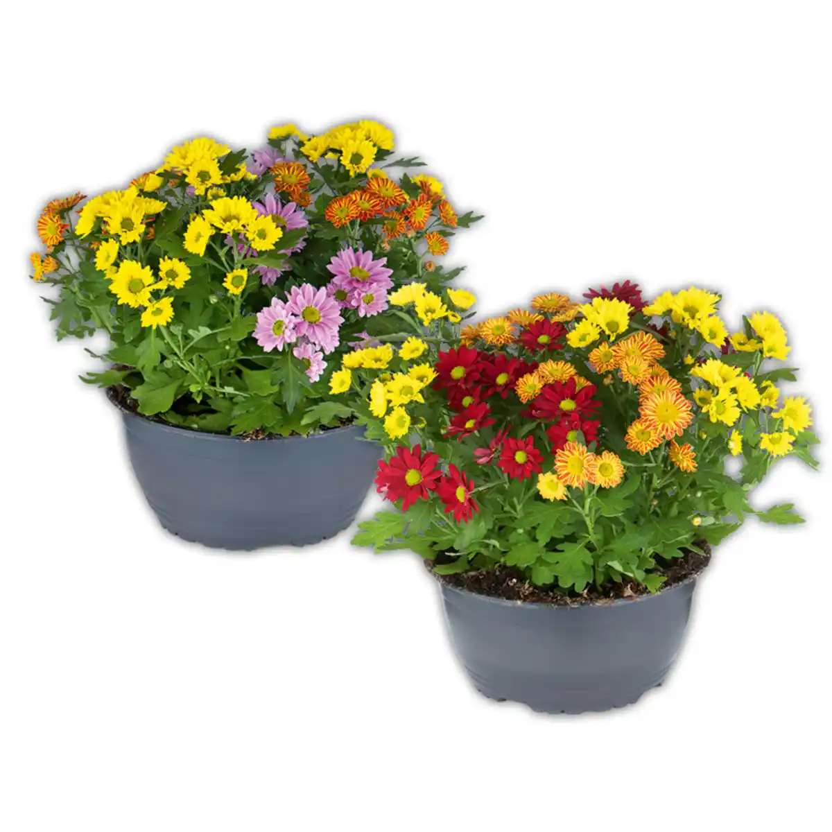 Bild 1 von Chrysantheme