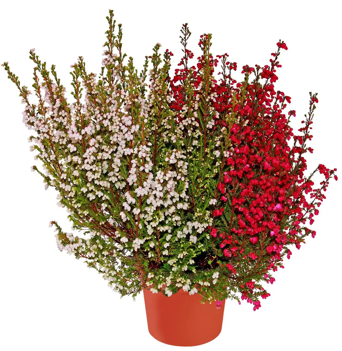 Bild 1 von Herbstpflanzen