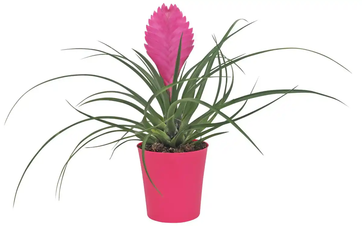 Bild 1 von Zimmerpflanze