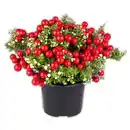 Bild 3 von Pernettya mit Beeren