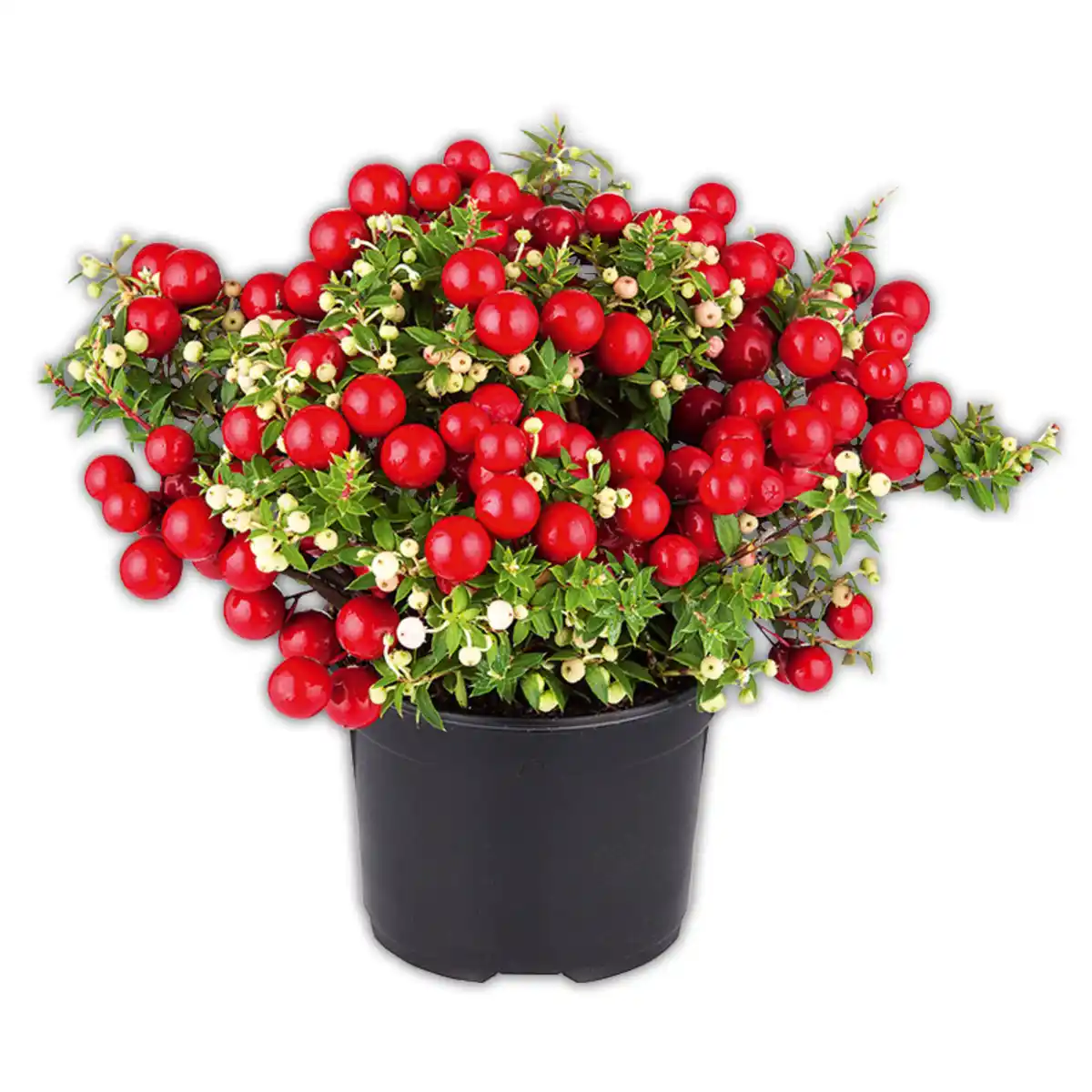 Bild 3 von Pernettya mit Beeren