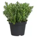 Bild 3 von Stacheldrahtpflanze / Hebe Mix