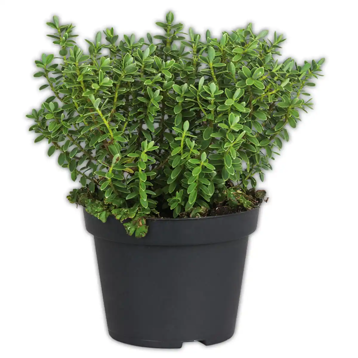 Bild 3 von Stacheldrahtpflanze / Hebe Mix