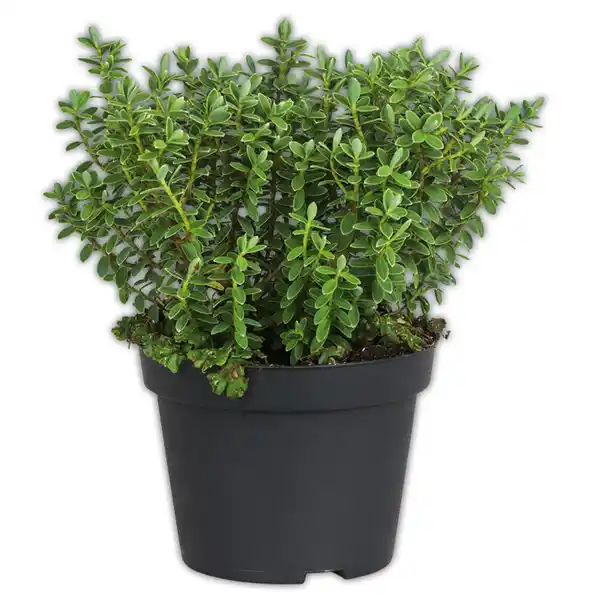 Bild 3 von Stacheldrahtpflanze / Hebe Mix