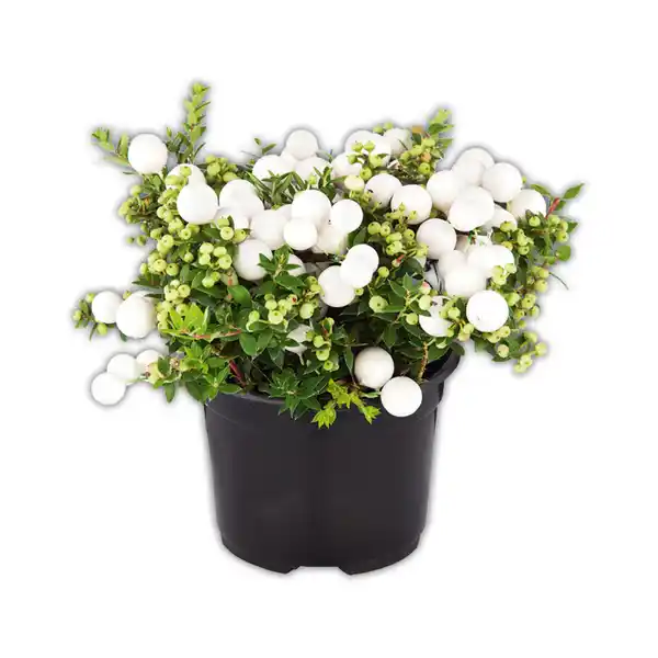 Bild 2 von Pernettya mit Beeren