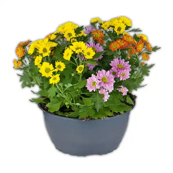 Bild 2 von Chrysantheme