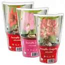 Bild 1 von Amaryllis