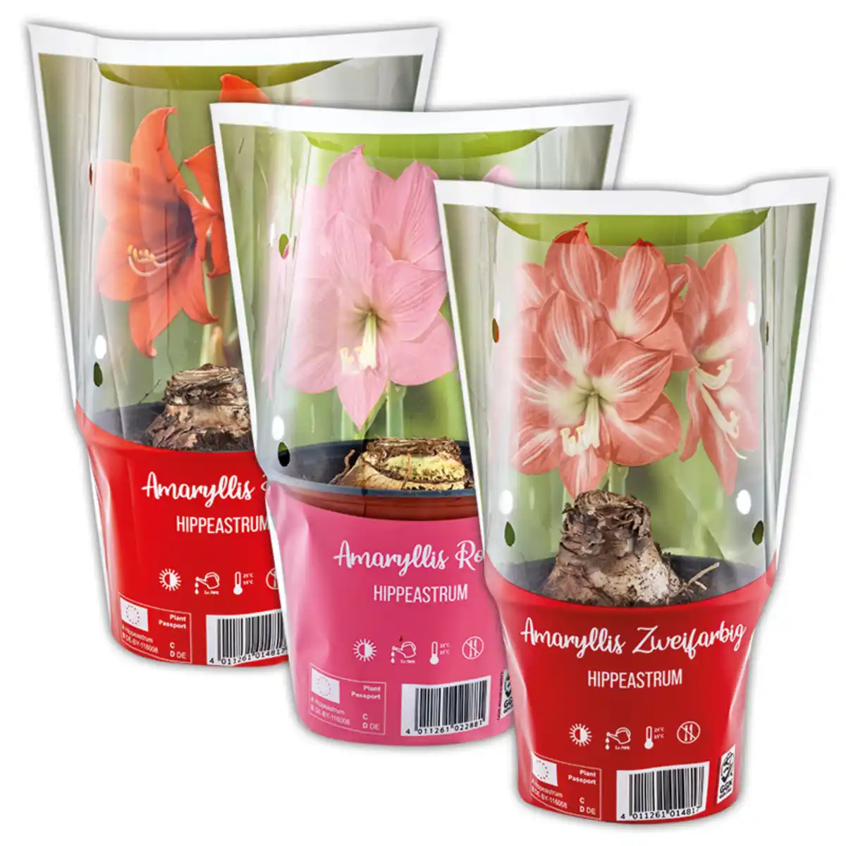 Bild 1 von Amaryllis