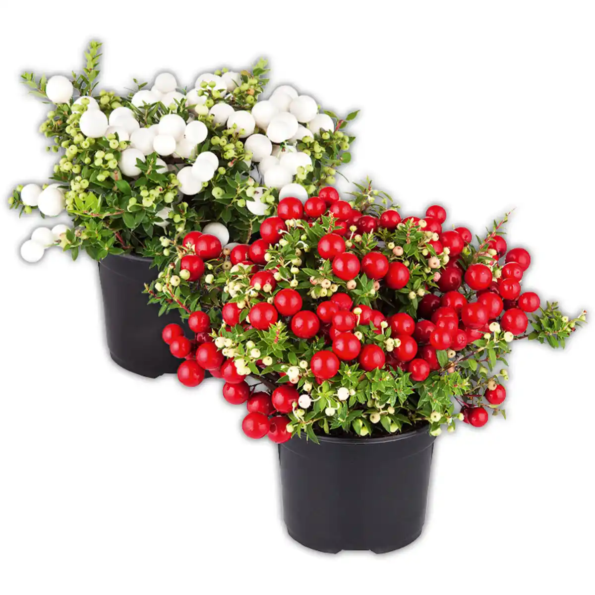 Bild 1 von Pernettya mit Beeren