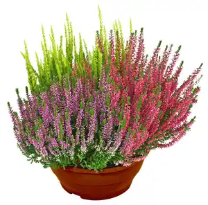 Sommerheide dreifarbig