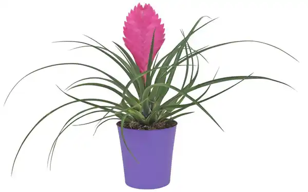 Bild 2 von Zimmerpflanze