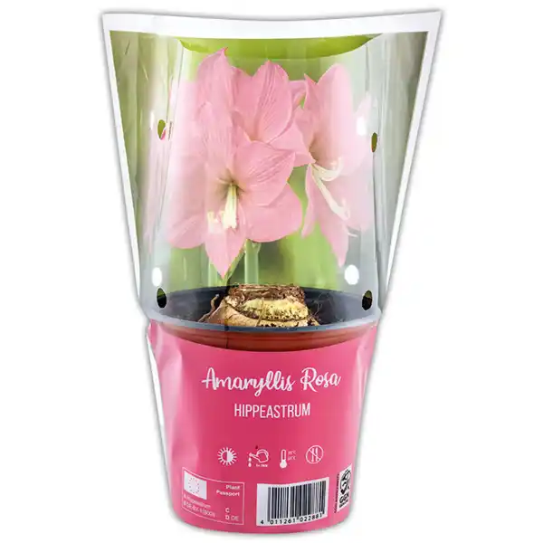 Bild 3 von Amaryllis