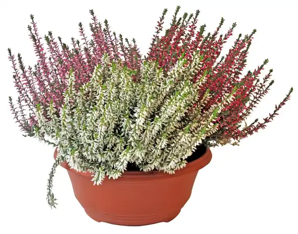 Bild 2 von Sommerheide dreifarbig