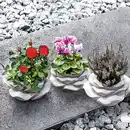 Bild 1 von Bepflanzte Steinrose