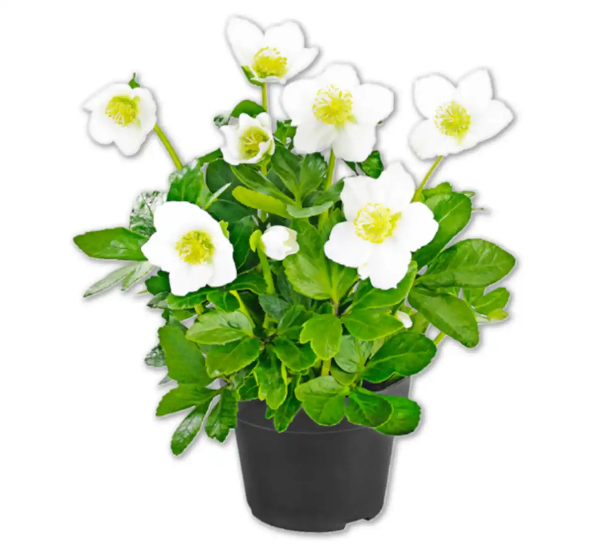 Bild 1 von Christrose*