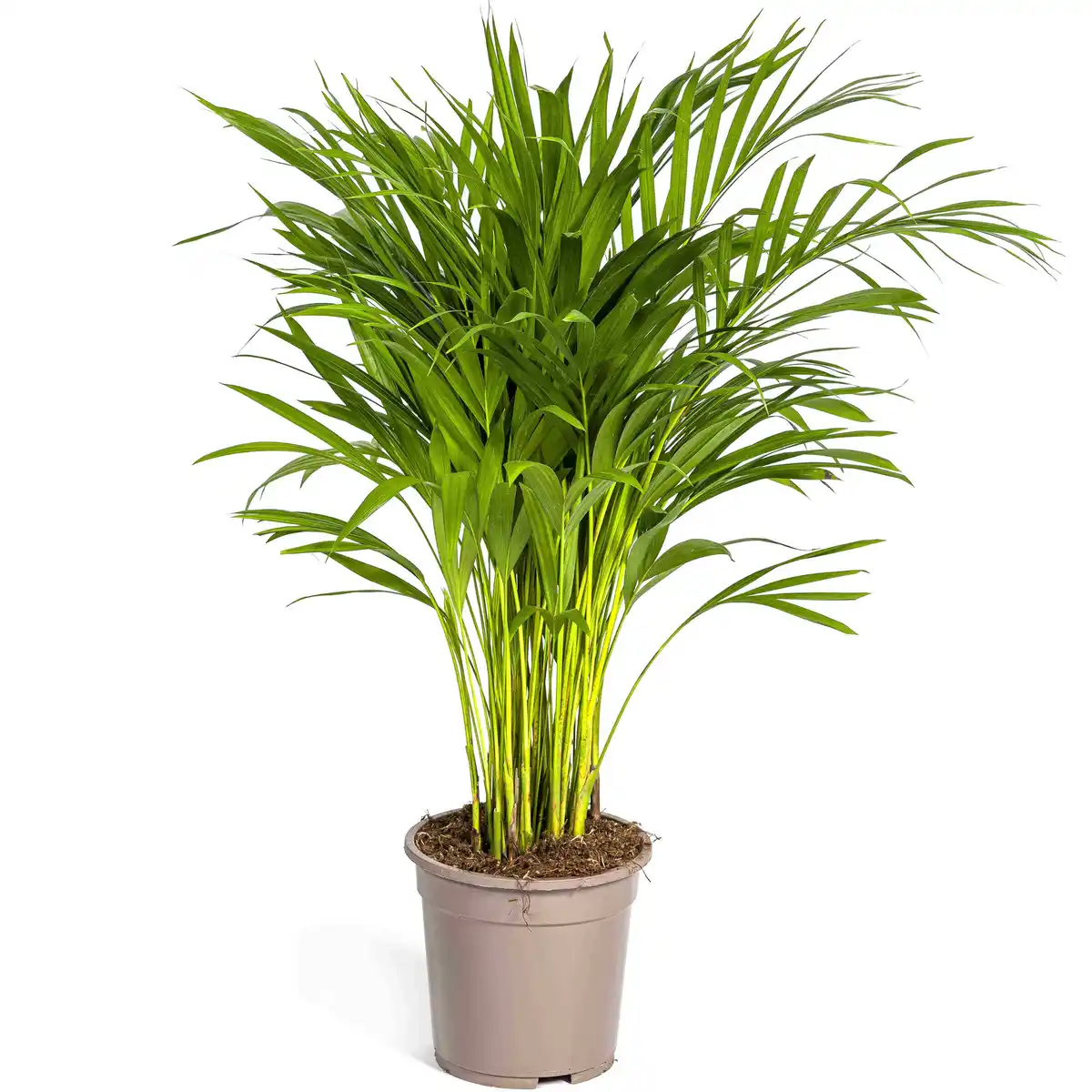 Bild 1 von Grünpflanzenmix verschiedene Sorten 19 cm Topf