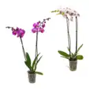 Bild 1 von GARDENLINE Phalaenopsis