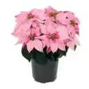 Bild 2 von GARDENLINE Winterstern