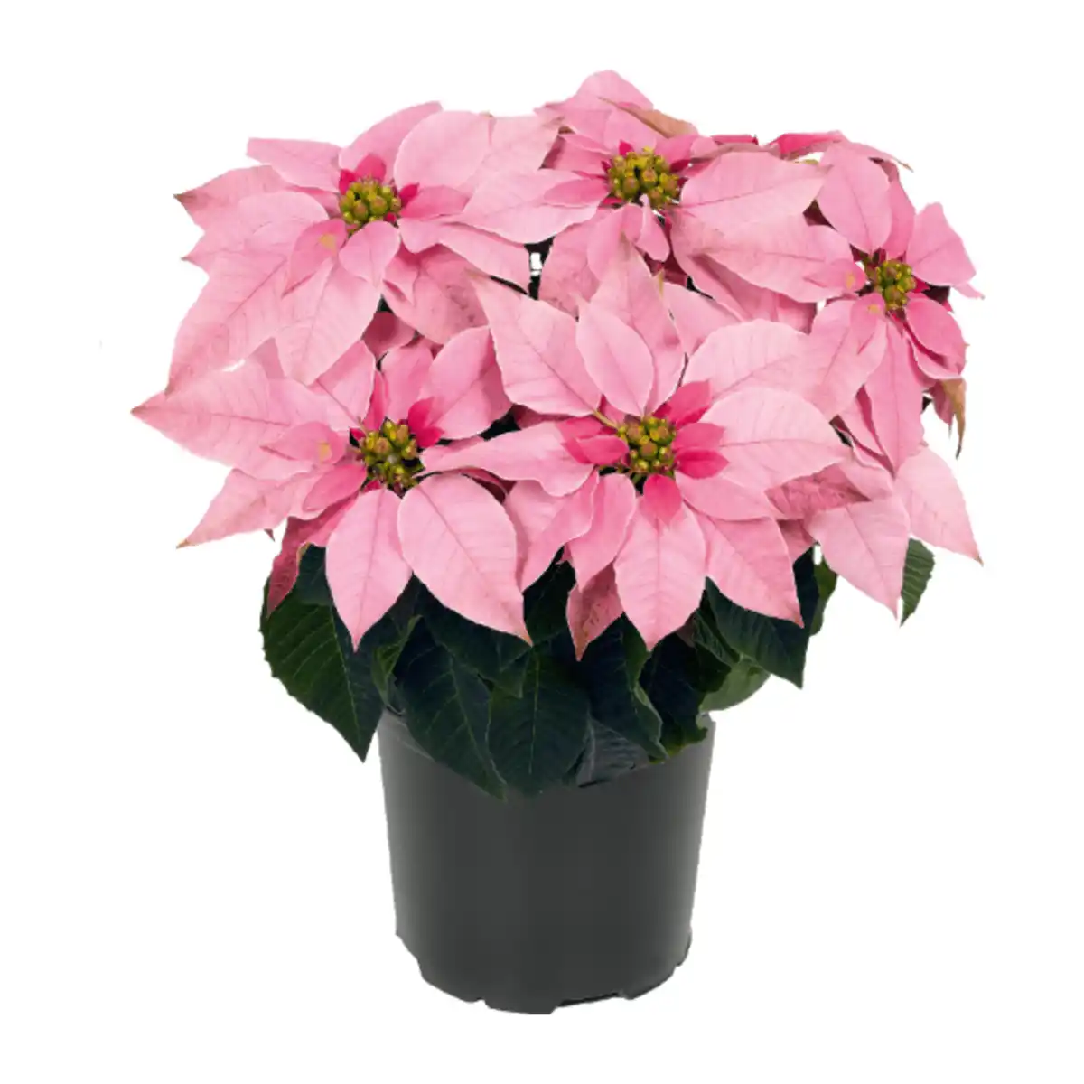 Bild 2 von GARDENLINE Winterstern